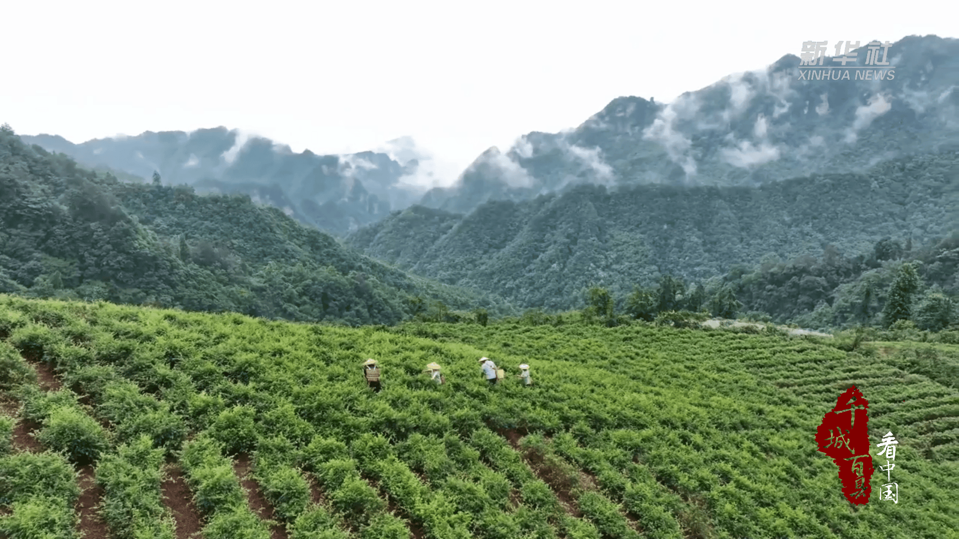 千城百县看中国｜湖南张家界：一叶莓茶带富一方人