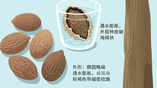 药食推荐丨润喉化痰、润肠通便的植物种子，KTV“麦霸”必备