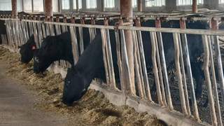 齐齐哈尔牛肉为啥香嫩？关键在谷饲排酸 国外牛肉腥硬另有因