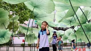 浙江杭州:孔庙“府学荷香”引客来