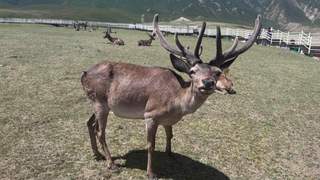 循弱水而上：在肃南看祁连山文旅发展