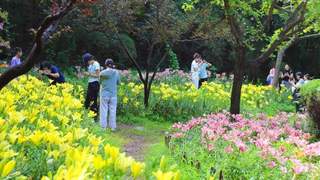 济南红叶谷景区30万余株百合花次第绽放