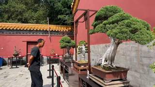 京津冀盆景艺术展开幕 近300盆精品盆景亮相景山公园