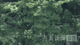河南动物园推出360度虎隧道，近距离观赏老虎保证安全