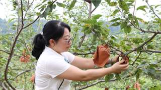 贵州独山百泉湖村梨园开启“自助采摘”模式 果香迎客来