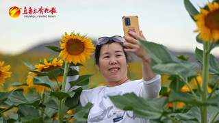 乌鲁木齐后梁路千亩向日葵花海迎客 雪山伴花成热门打卡地