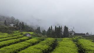 桑植白茶茶香漫山野 湘丰双线拓销路成乡村振兴引擎