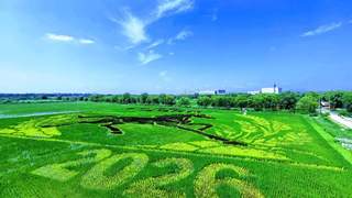 北京丰台王佐镇佃起村稻田画进入最佳观赏期 三色绘就万马齐鸣图案
