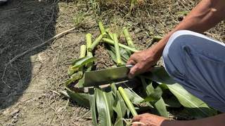萧山这种快绝迹的零食仅5元一根 网友称甜但费嘴 曙光村网红村干部拍视频帮销甘蔗