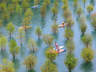浙江长兴:水上杉林桨板行,游客沉醉如画中