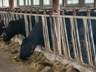 齐齐哈尔牛肉为啥香嫩？关键在谷饲排酸 国外牛肉腥硬另有因