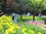 济南红叶谷景区30万余株百合花次第绽放