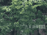 河南动物园推出360度虎隧道，近距离观赏老虎保证安全