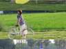 去双流村里，把夏天泡在稻香和咖啡中