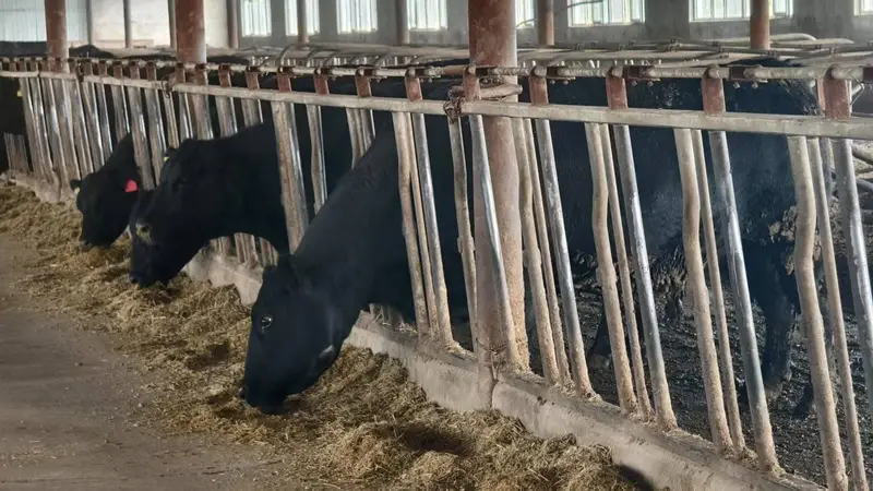 齐齐哈尔牛肉为啥香嫩？关键在谷饲排酸 国外牛肉腥硬另有因
