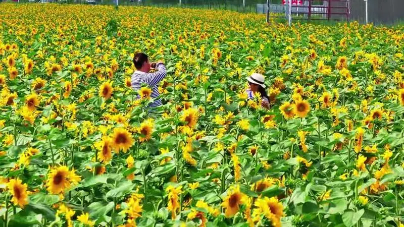 是山河盛放的夏天|盛夏赴一场向日葵之约