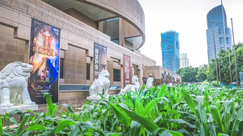 人民广场美洲大展门口的玉米地“又糯又甜” 幕后园丁找到了!