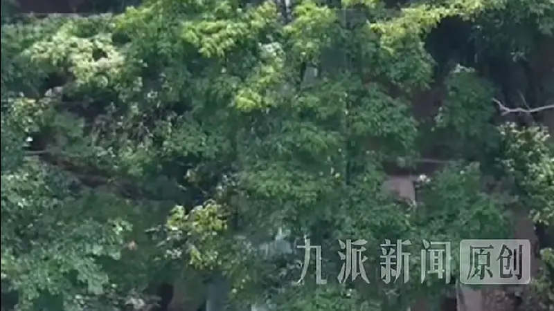 河南动物园推出360度虎隧道,近距离观赏老虎保证安全