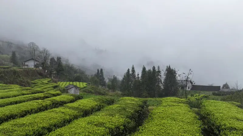 桑植白茶茶香漫山野 湘丰双线拓销路成乡村振兴引擎