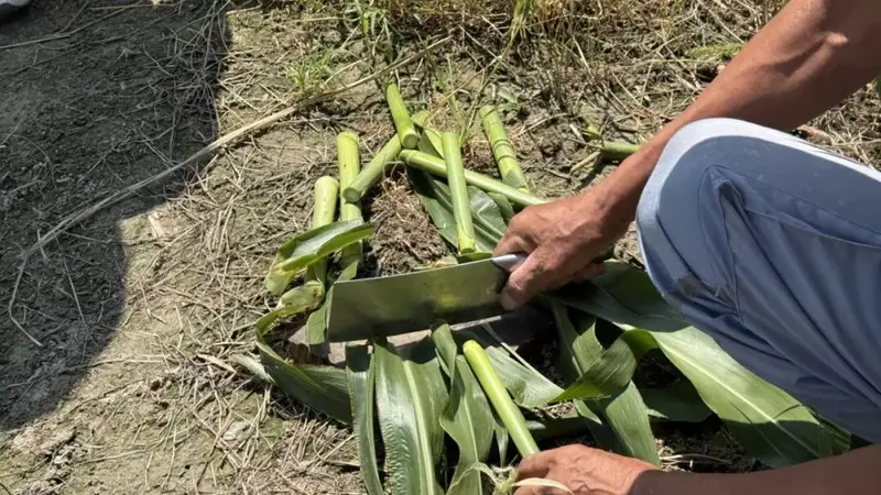 萧山这种快绝迹的零食仅5元一根 网友称甜但费嘴 曙光村网红村干部拍视频帮销甘蔗