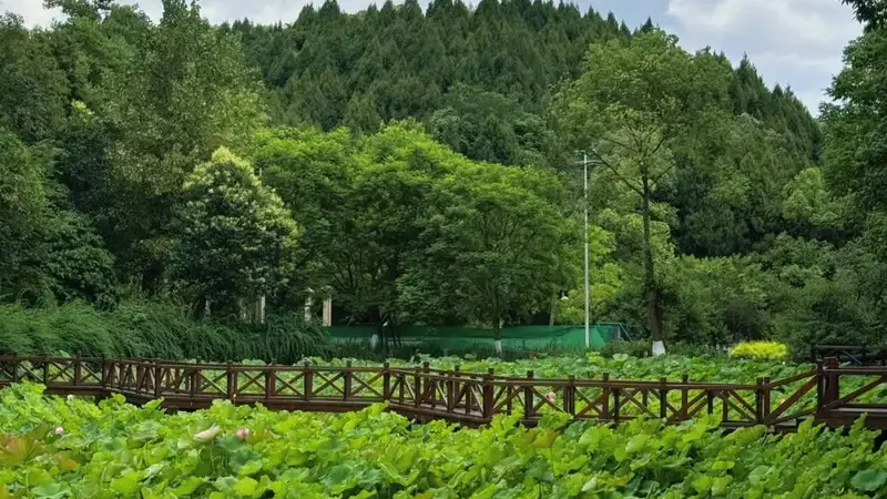 德阳夏日赏荷好去处公布 避开人潮自在赏荷