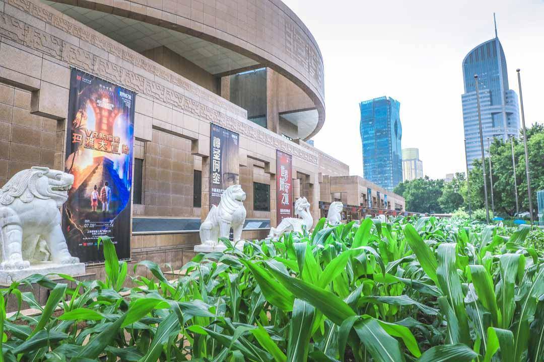 人民广场美洲大展门口的玉米地“又糯又甜” 幕后园丁找到了！