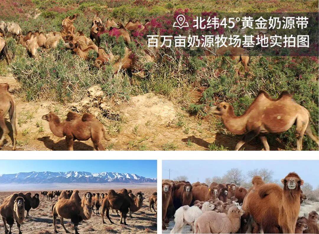 丝路驼铃飘乳香——源西域亮相第九届中国-亚欧博览会，特色乳品引发现场热潮