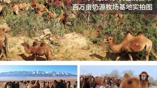 丝路驼铃飘乳香——源西域亮相第九届中国-亚欧博览会,特色乳品引发现场热潮