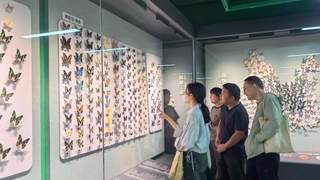 昆明推出“探秘昆虫王国”展 科普生态知识