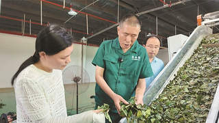 长岭村夏秋茶变抹茶 增收近二十万元破解两季闲