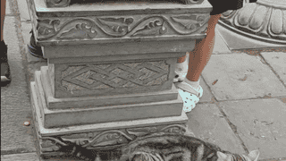 西安大兴善寺猫石像被游客摸亮 景区辟谣历史悠久传闻：实为后期修缮