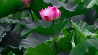 鲜莲子上市季 扬州大厨改良淮扬菜推出火朣冬瓜蒸莲子