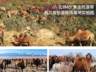 丝路驼铃飘乳香——源西域亮相第九届中国-亚欧博览会,特色乳品引发现场热潮