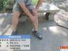 梧桐山野猪为什么频繁出没?