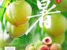 优时节 | 大暑蒸炎夏 桃尖沁绯红