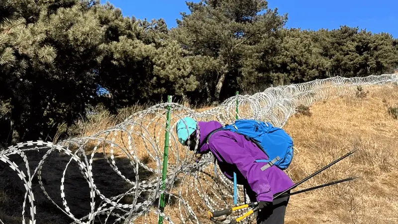 你敢相信吗?泰山围起了135公里的刀片刺绳隔离网,标准堪比边境线