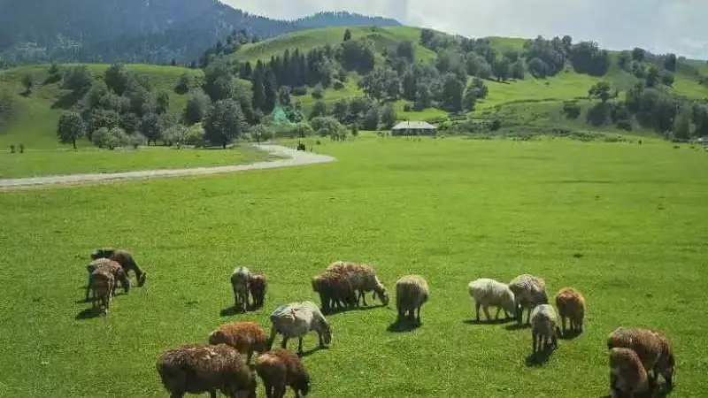 六月阿勒泰旅行全攻略 本地导游手把手教你北疆行程住食行安排