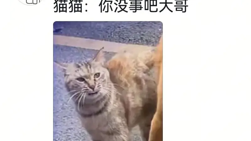 狗将鸡咬死后倒地不起，狗主人猛扇十个巴掌后狗子依旧不动…评论区劝狗主人不要再打了，狗子好像有一点si了…狗主人：这招也就骗骗你们…