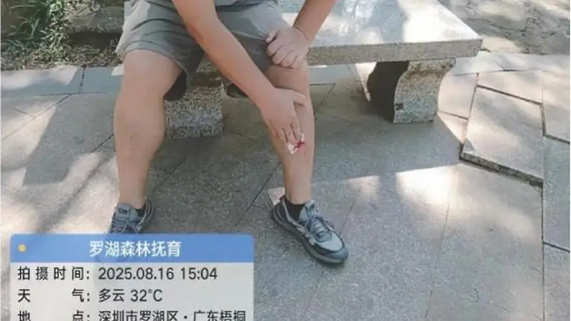 梧桐山野猪为什么频繁出没?