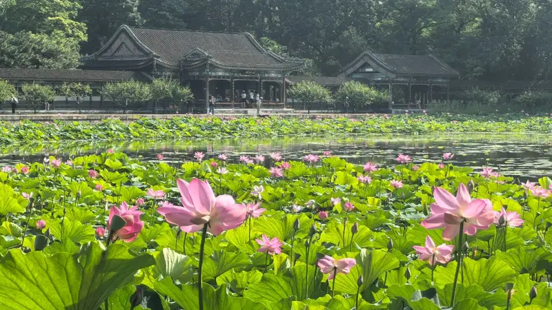 颐和园荷花进入盛花期,来赏“莲红坠雨”