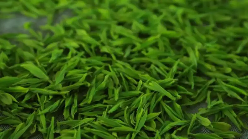 家中数年陈茶能否饮用?红茶绿茶普洱的区别与判断