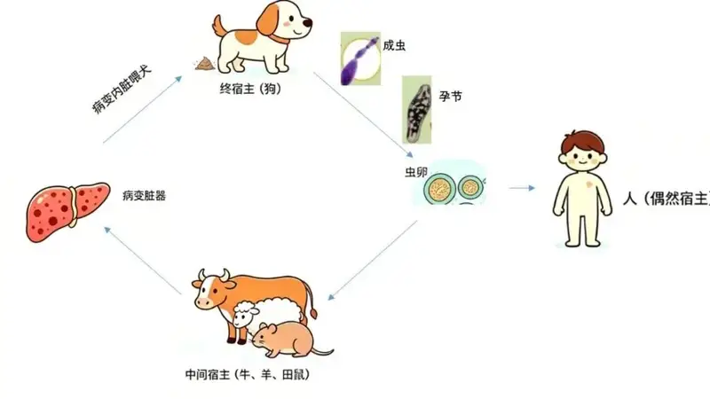 夏季赴牧区旅游注意 警惕包虫病感染风险