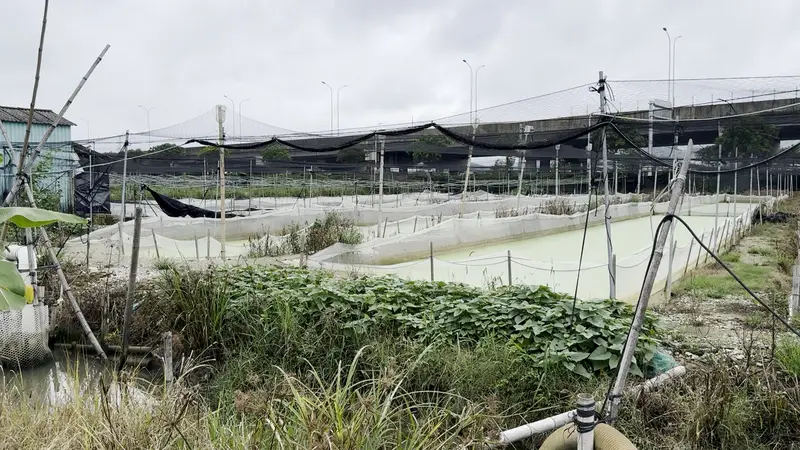 2025年3月公益检测曝光牛蛙药残超标 同一家供应商多次不合格仍供货