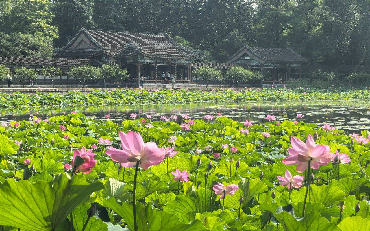 颐和园荷花进入盛花期，来赏“莲红坠雨”