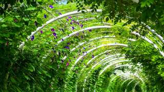 凤凰公园花境上新 营造湖城休闲新景致