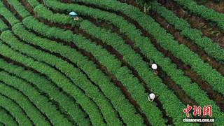 广西侗乡夏日采茶正忙 茶香飘向世界各地