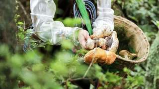楚雄夏日解锁 菌鲜山野享凉趣