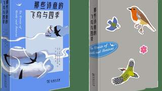 70余幅印象风鸟插画的这本图鉴 让读者放下手机沉浸式观鸟一上午