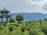 盒马联手阿里巴巴乡村特派员 助力浙南深山好茶走向全国