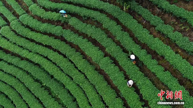 广西侗乡夏日采茶正忙 茶香飘向世界各地